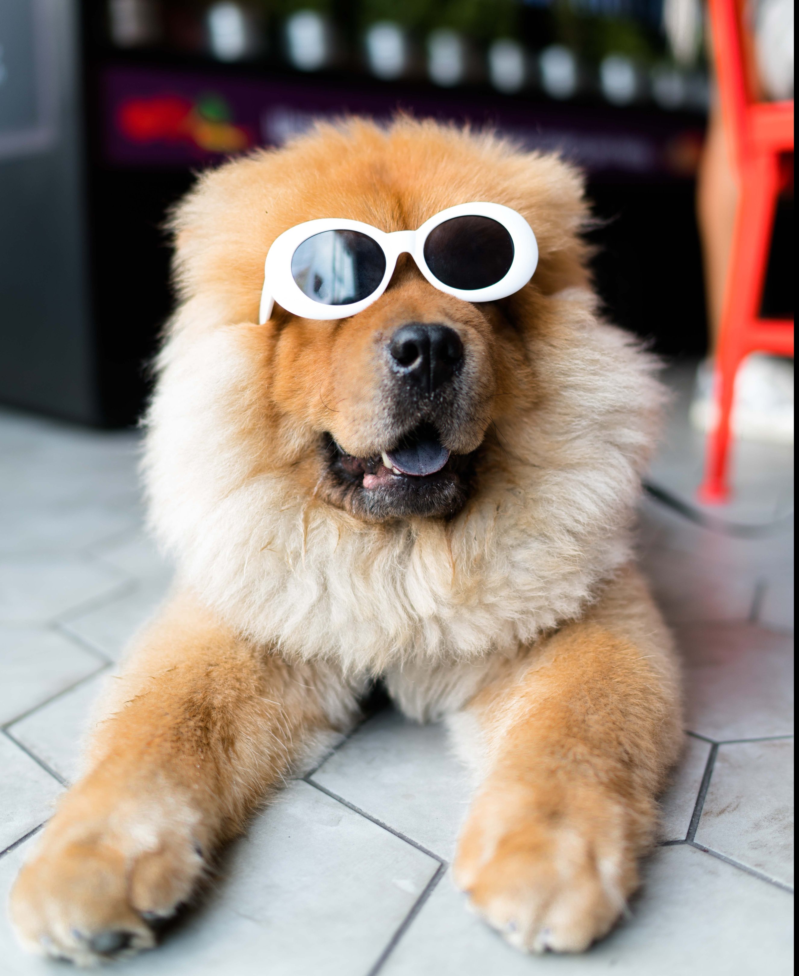 Alan King unsplash dog with glasses